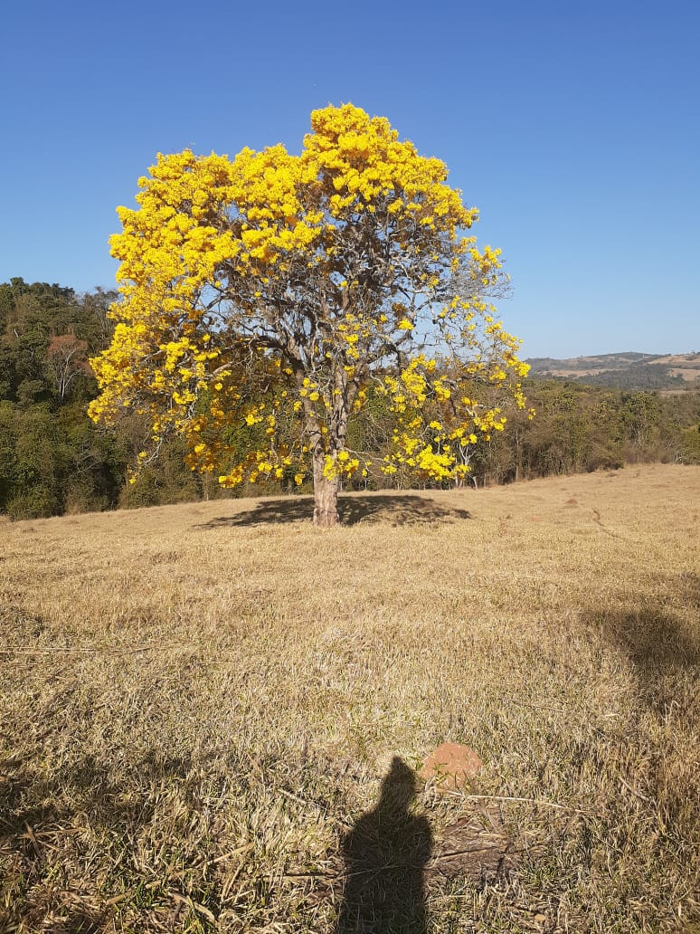 ipê